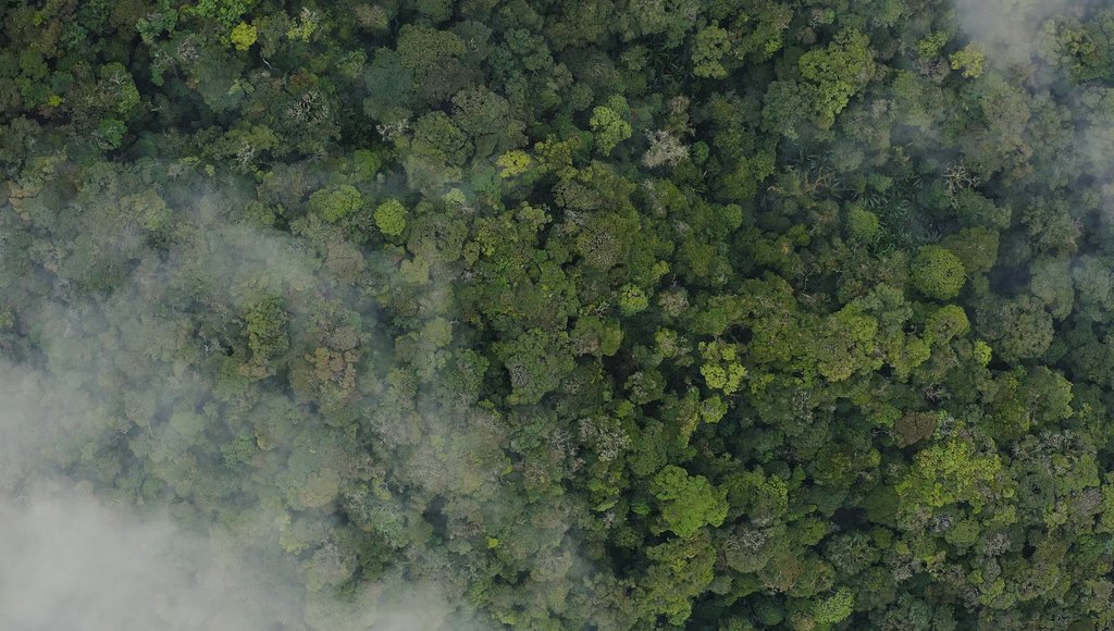 aerial view of rain forest in malaysia